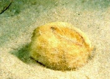 Fig.2: Echinocardium cordatum.