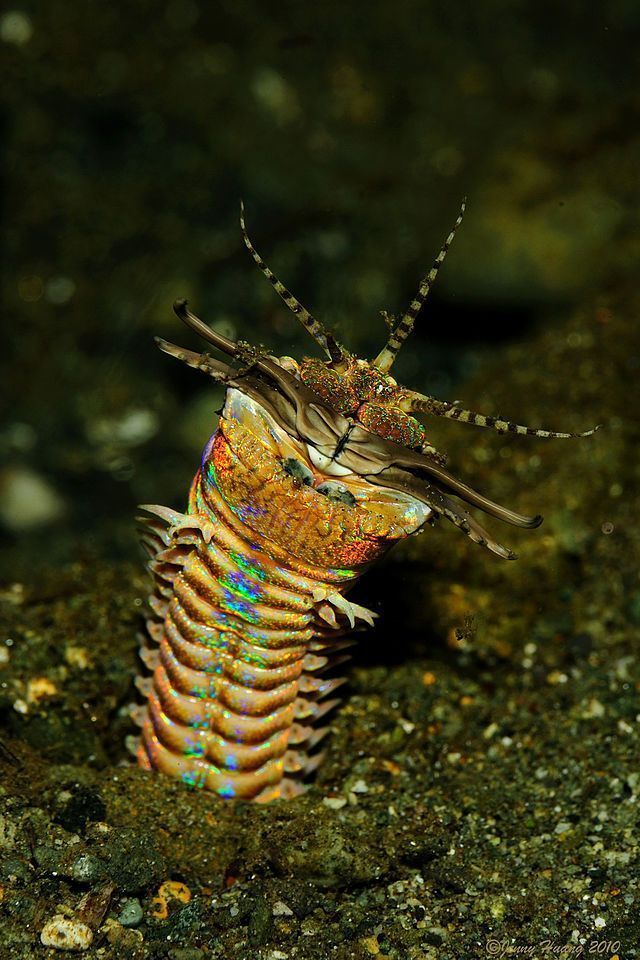gusano-bobbit-Eunice-aphroditois