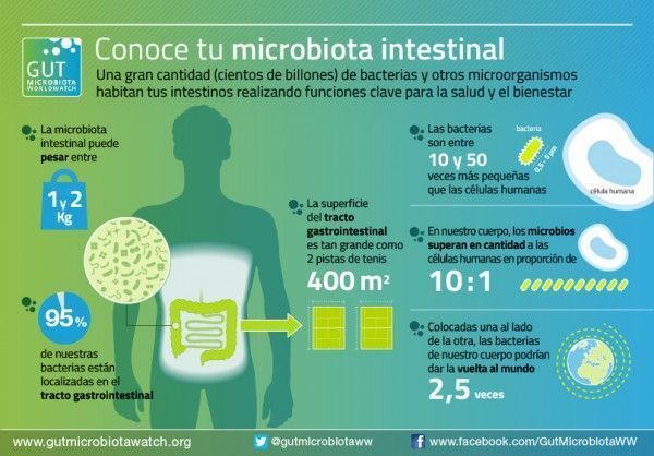 microbiota-intestinal