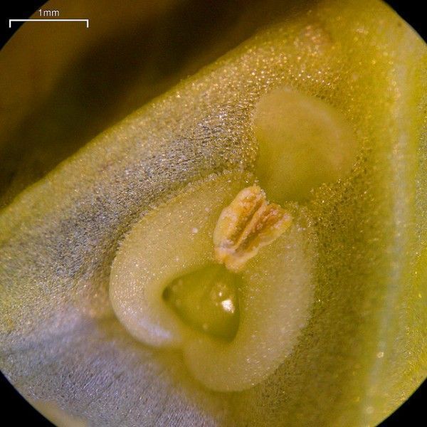 Utricularia vulgaris - planta carnivora acuática