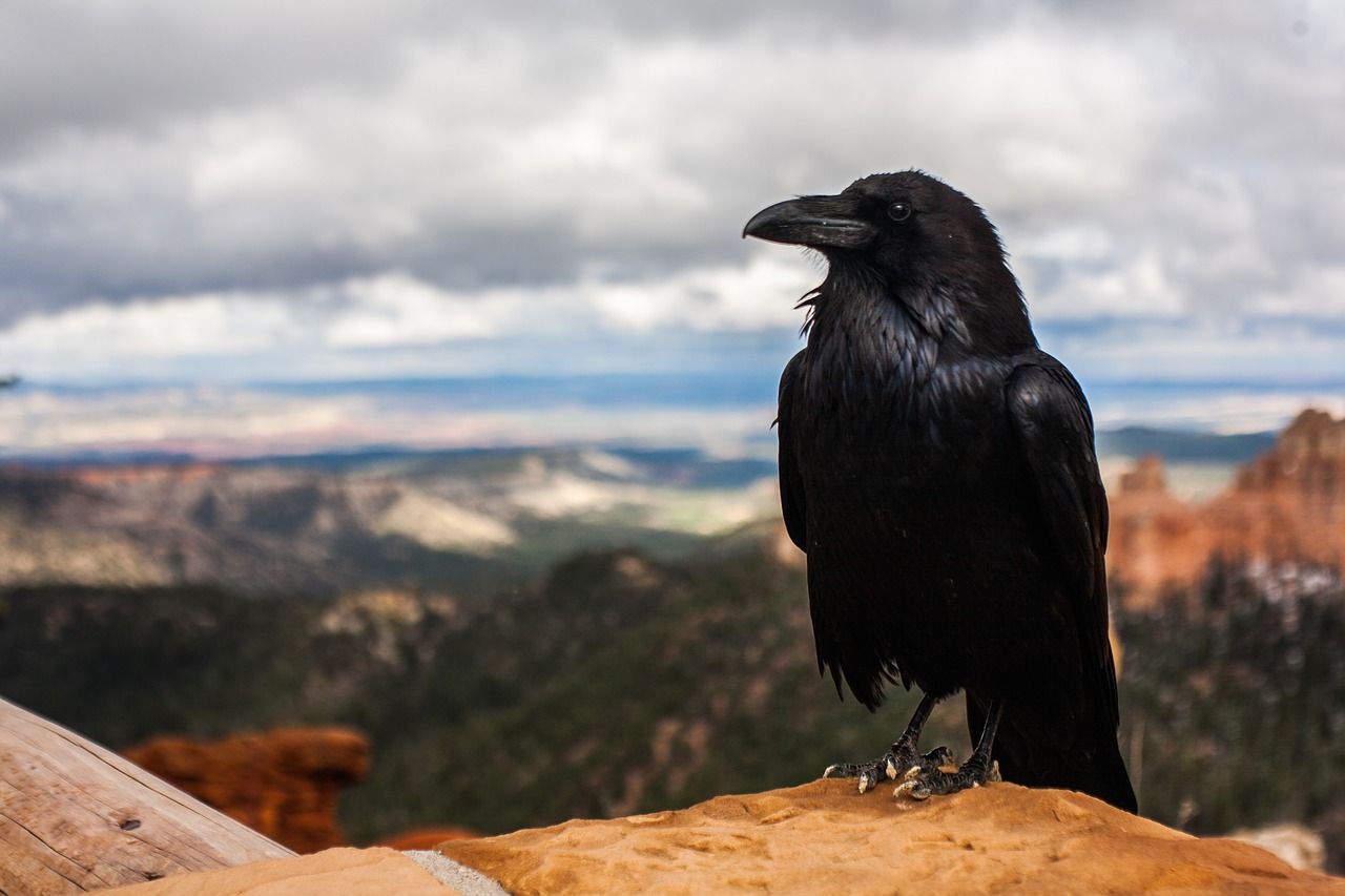 cuervos-aves-de-una-inteligencia-muy-sorprendente