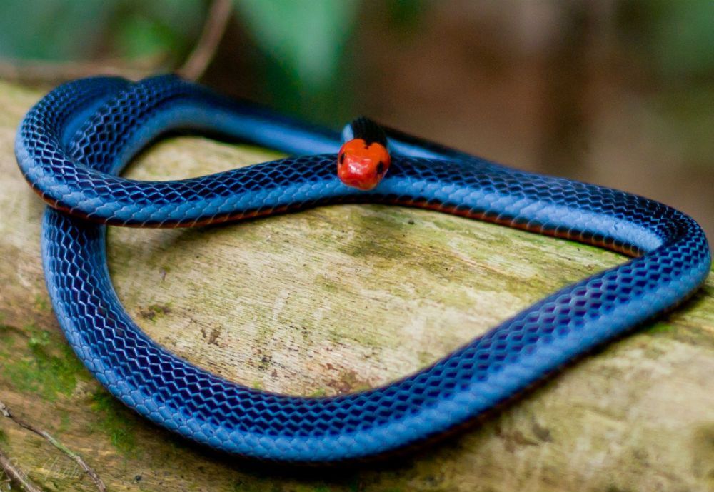 Mundo Animal, Coral Azul da Malásia. 