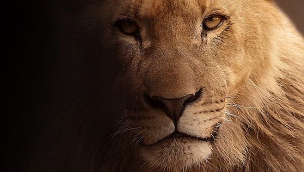 Leones: 10 datos que te sorprenderán 