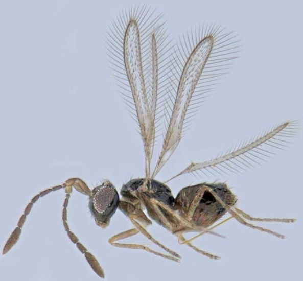 especie parasitoide invasora