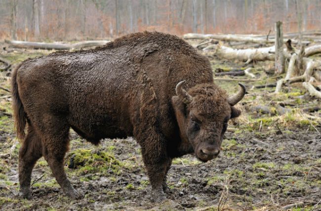 bosque polonia bisonte