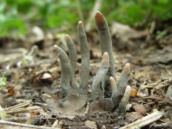 dedos de muerto - xylaria polymorpha