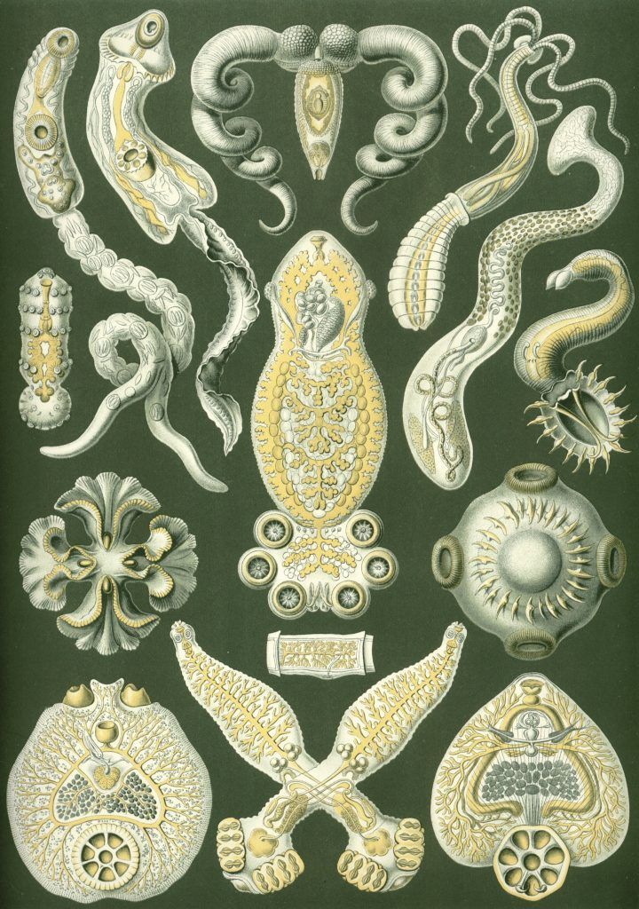 platelmintos de Haeckel