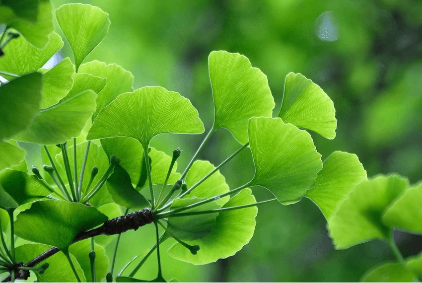 ginkgo biloba - hojas