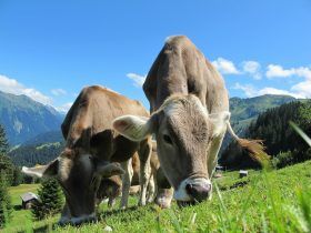 huella co2 carne vaca