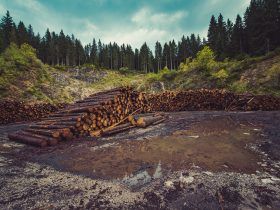 deforestación