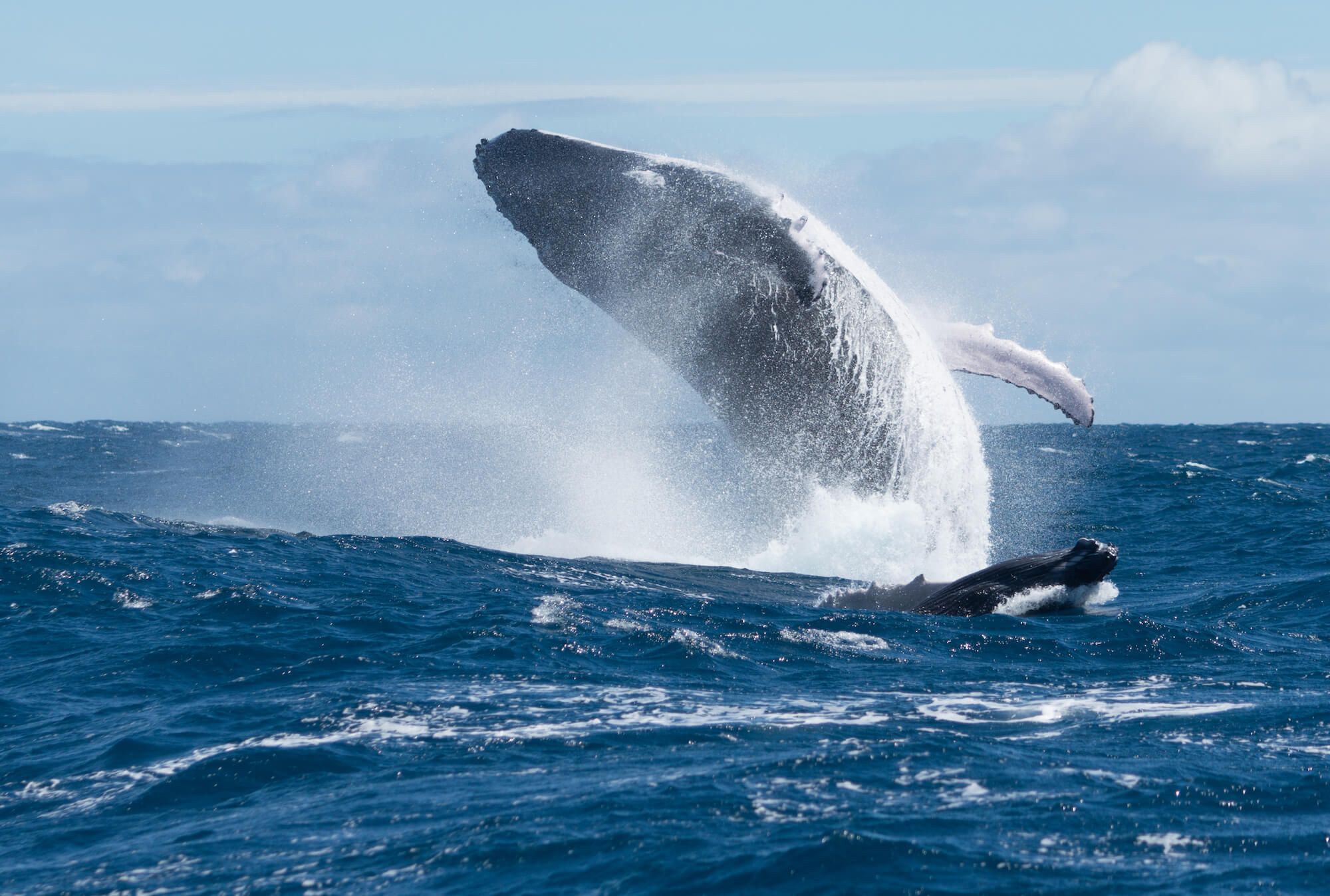 cetáceos - ballena jorobada